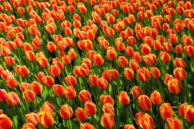 Tulip